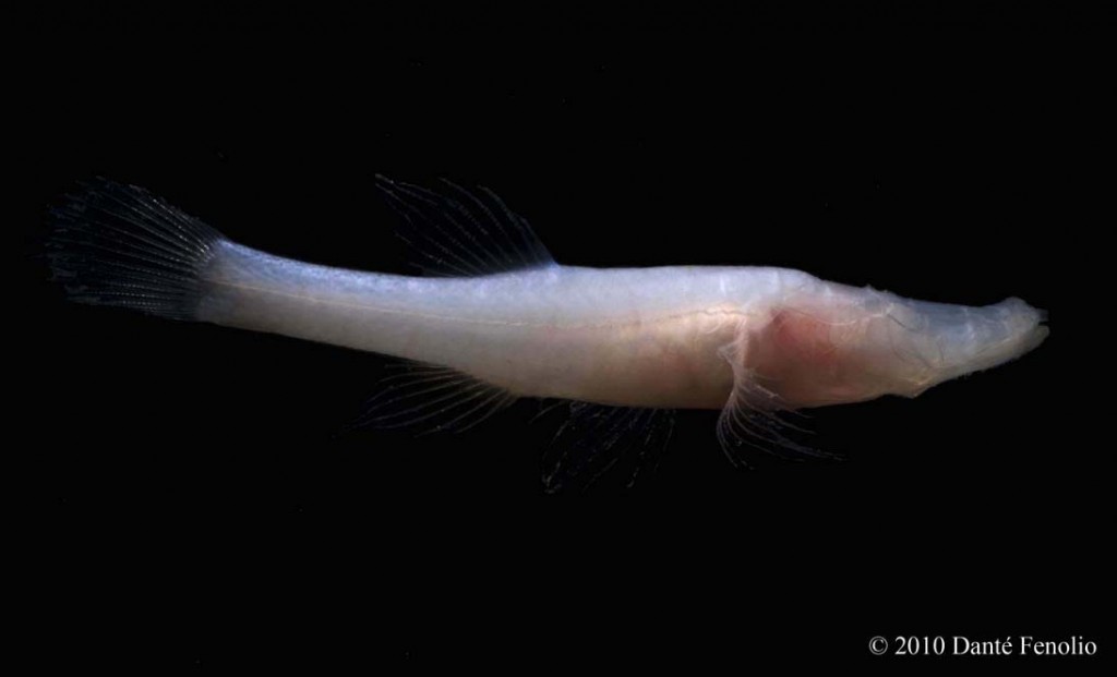 Pretty Alabama cavefish