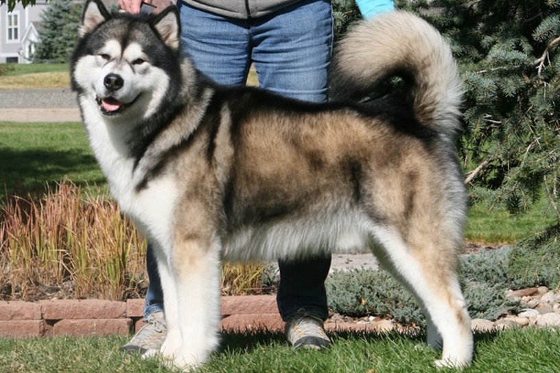 Nice Alaskan Malamute - Dog Breed