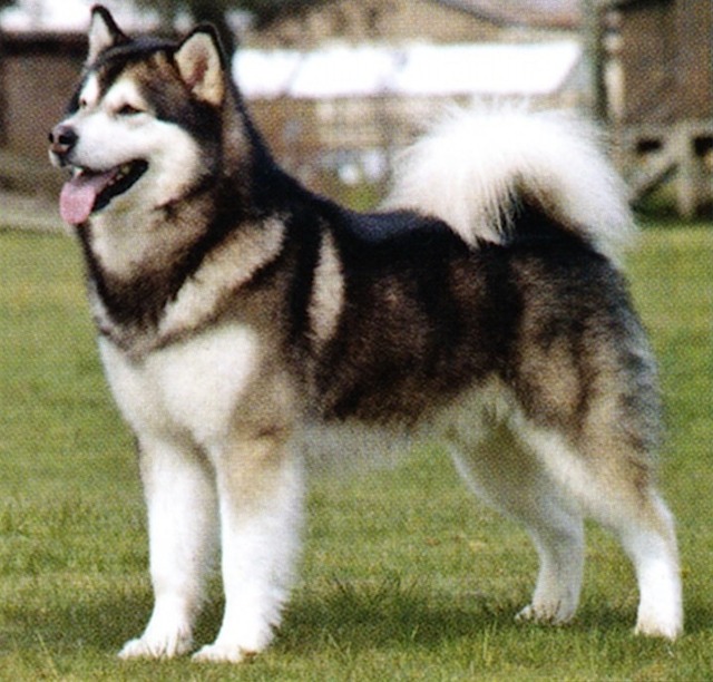 Wallpaper Alaskan Malamute - Dog Breed