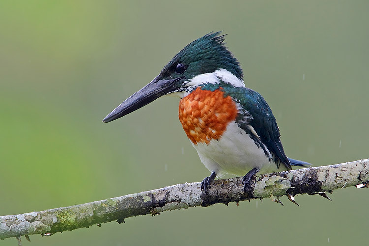 Pretty Amazon kingfisher