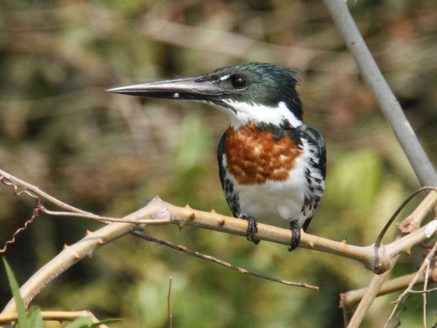 Pretty Amazon kingfisher