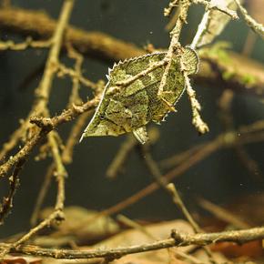Pretty Amazon leaffish
