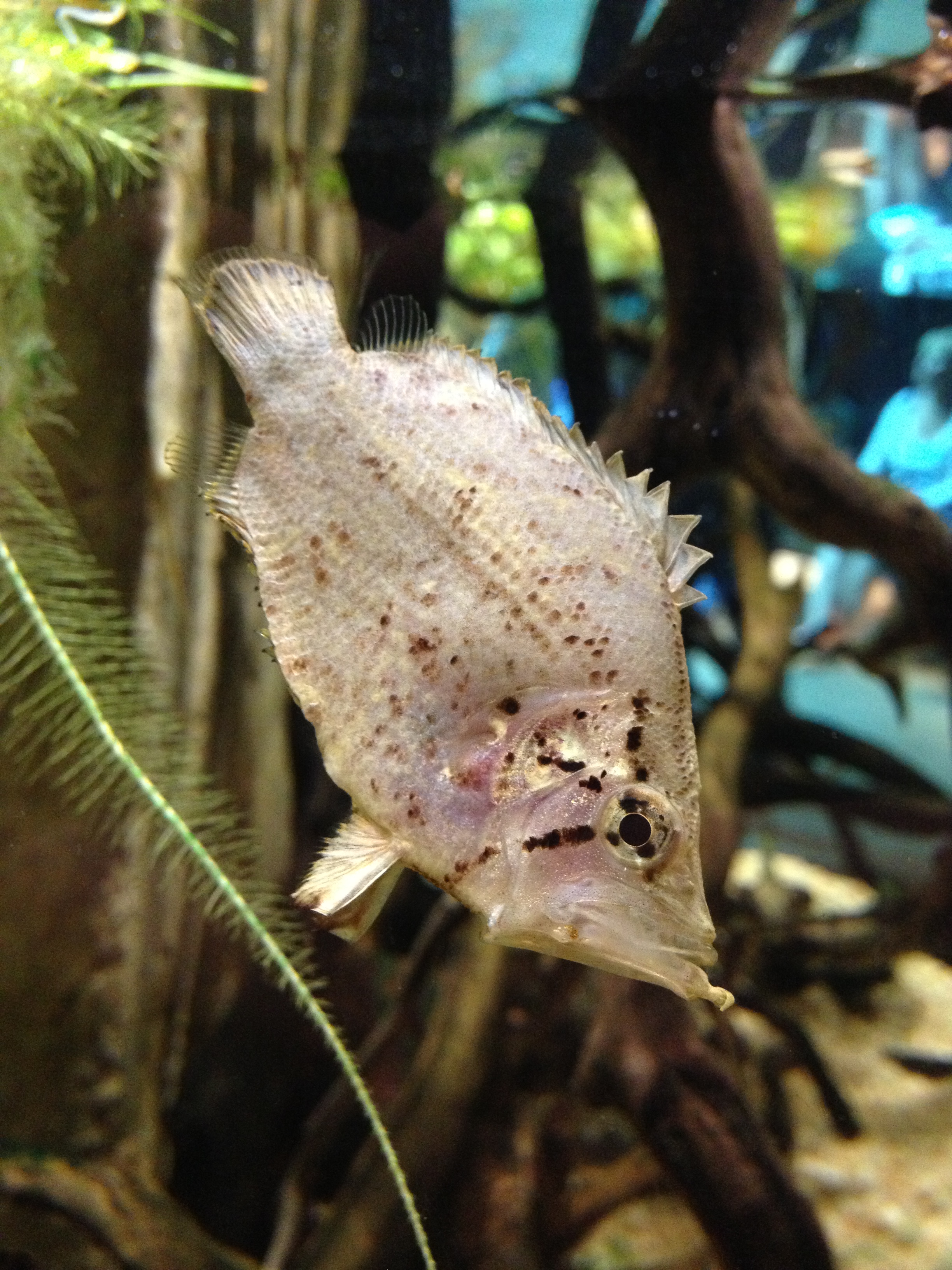 Pretty Amazon leaffish