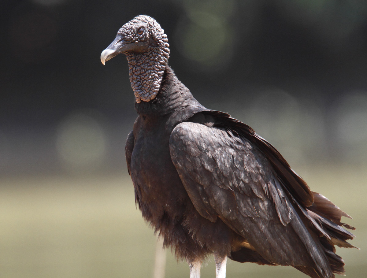 Pretty American black vulture