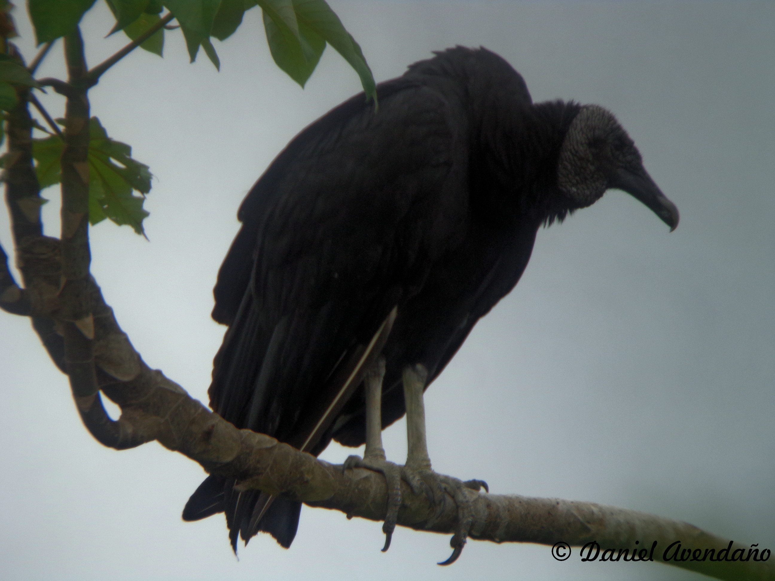 Pretty American black vulture