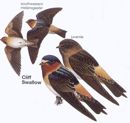Photo Gallery of - American cliff swallow.