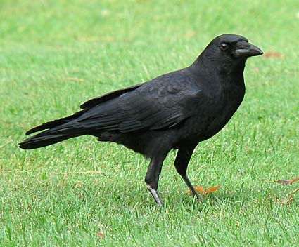 Pretty American crow