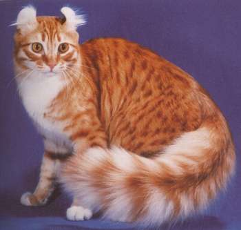 Pretty American Curl - Cat Breed