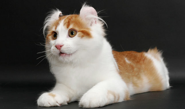 Cute American Curl - Cat Breed