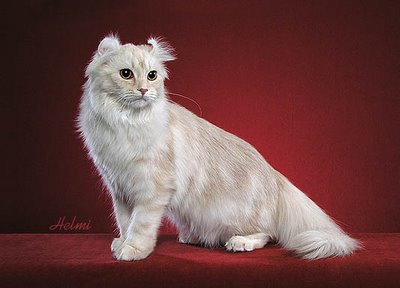 Photo American Curl - Cat Breed