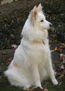American Eskimo Dog - Dog Breed