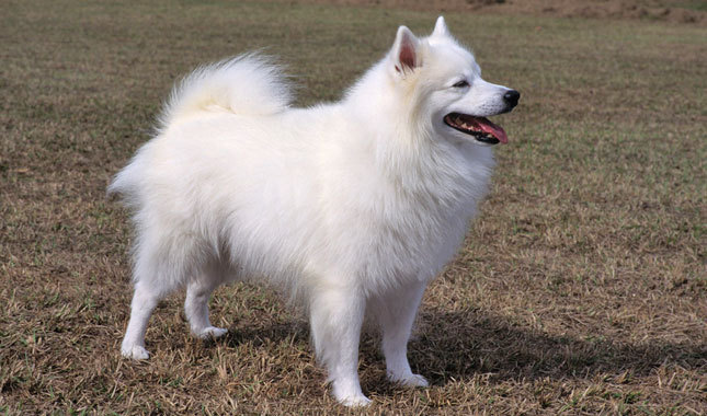 Nice American Eskimo Dog - Dog Breed