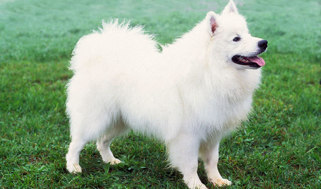 Cool American Eskimo Dog - Dog Breed