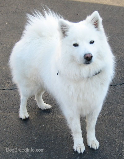 American Eskimo Dog - Dog Breed photo 