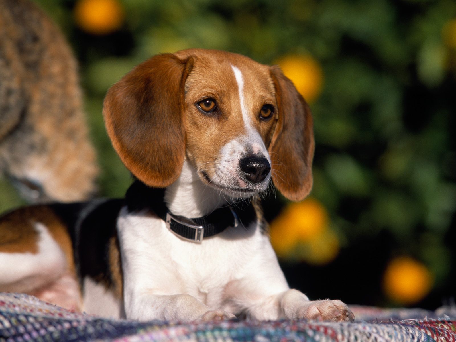 Cool American Foxhound - Dog Breed
