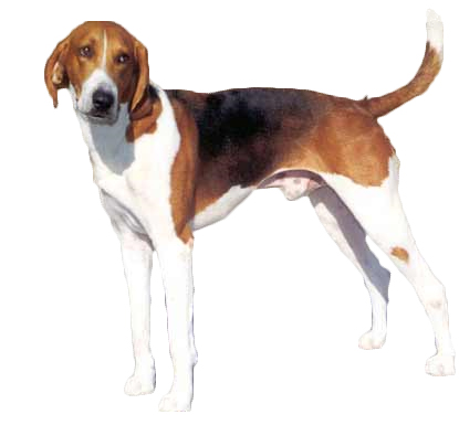 Pretty American Foxhound - Dog Breed