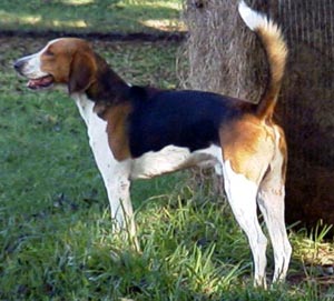 American Foxhound - Dog Breed photo 