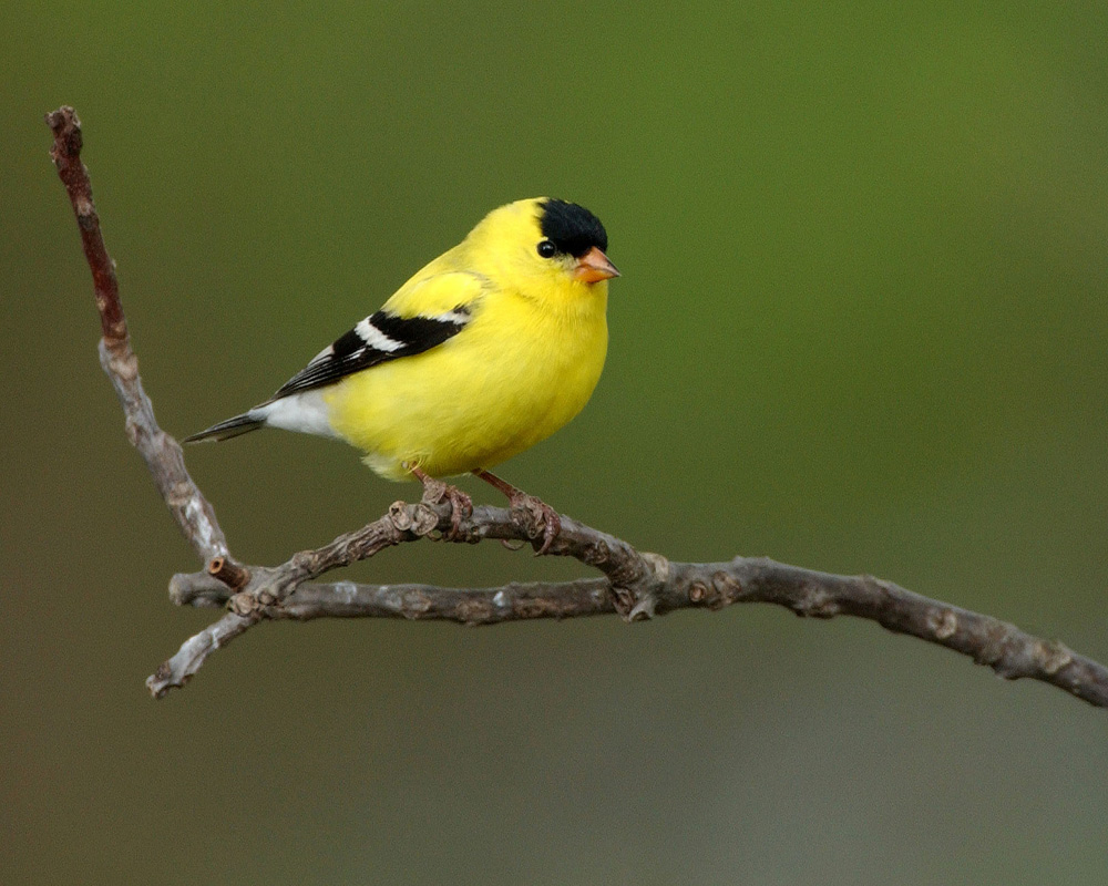 Pretty American goldfinch