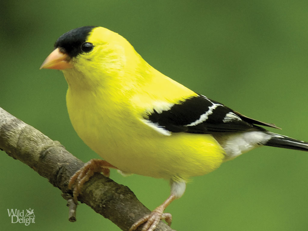 Pretty American goldfinch