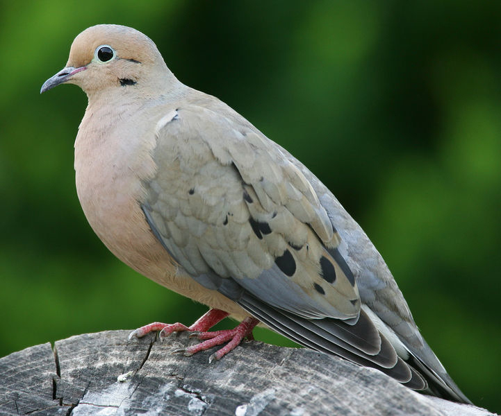 American mourning dove