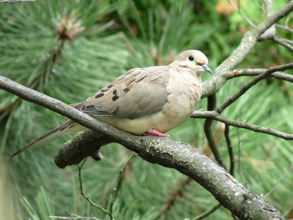 Pretty American mourning dove