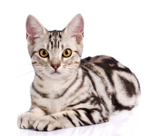 Nice American Shorthair - Cat Breed