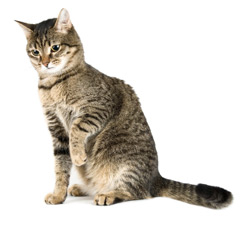 Cool American Shorthair - Cat Breed