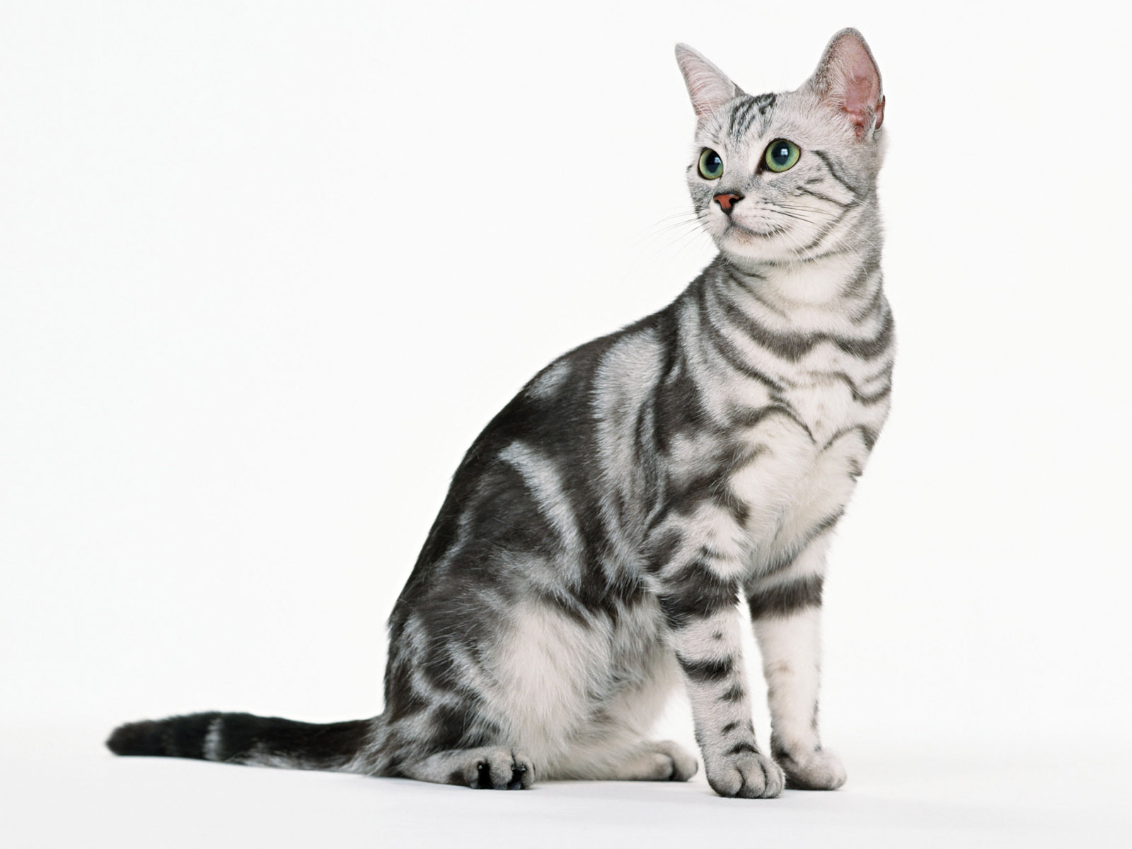 Pretty American Shorthair - Cat Breed