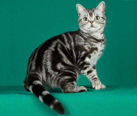 Wallpaper American Shorthair - Cat Breed