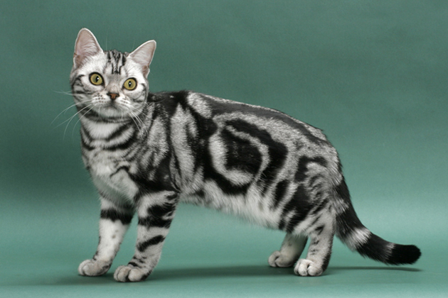 Photo American Shorthair - Cat Breed