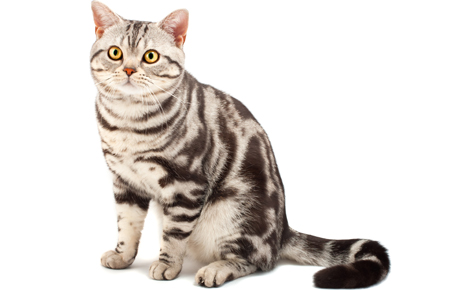 American Shorthair - Cat Breed wallpaper