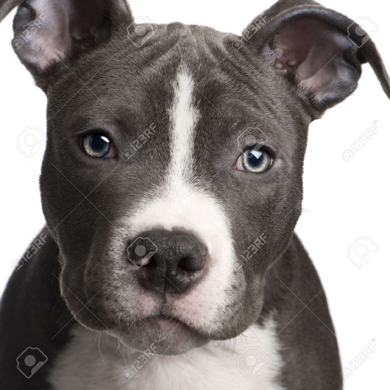 American Staffordshire Terrier - Dog Breed
