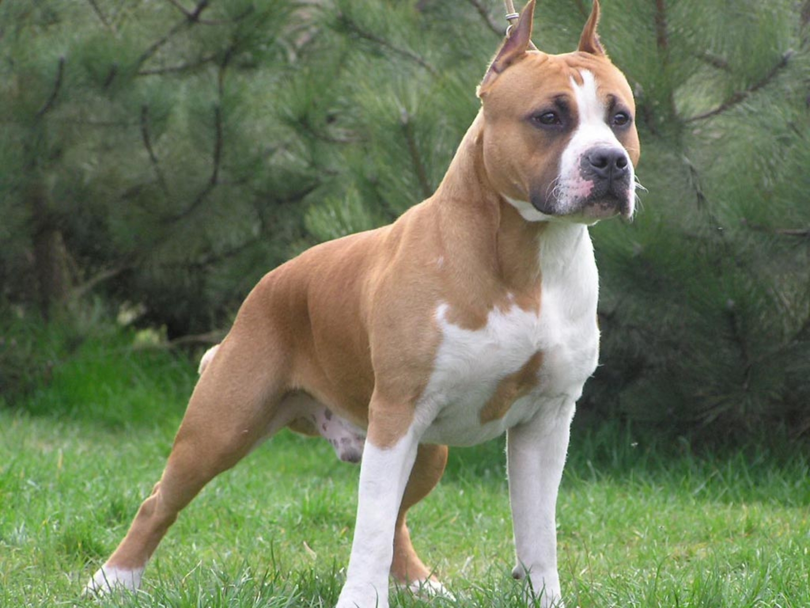 Nice American Staffordshire Terrier - Dog Breed