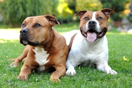 Pretty American Staffordshire Terrier - Dog Breed