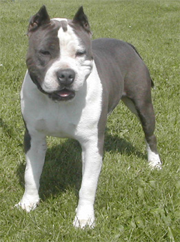 Cute American Staffordshire Terrier - Dog Breed