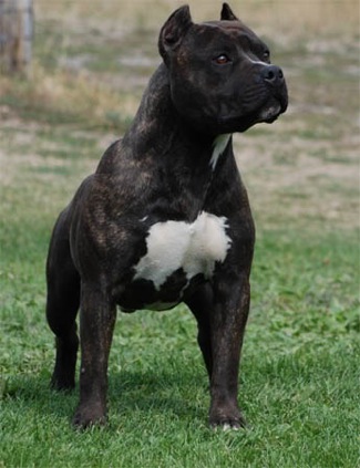Wallpaper American Staffordshire Terrier - Dog Breed