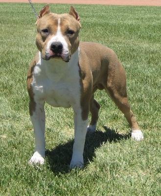 Photo American Staffordshire Terrier - Dog Breed