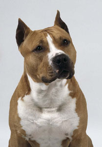 American Staffordshire Terrier - Dog Breed photo 