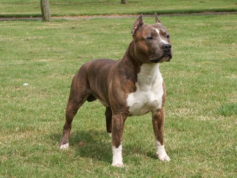 American Staffordshire Terrier - Dog Breed wallpaper