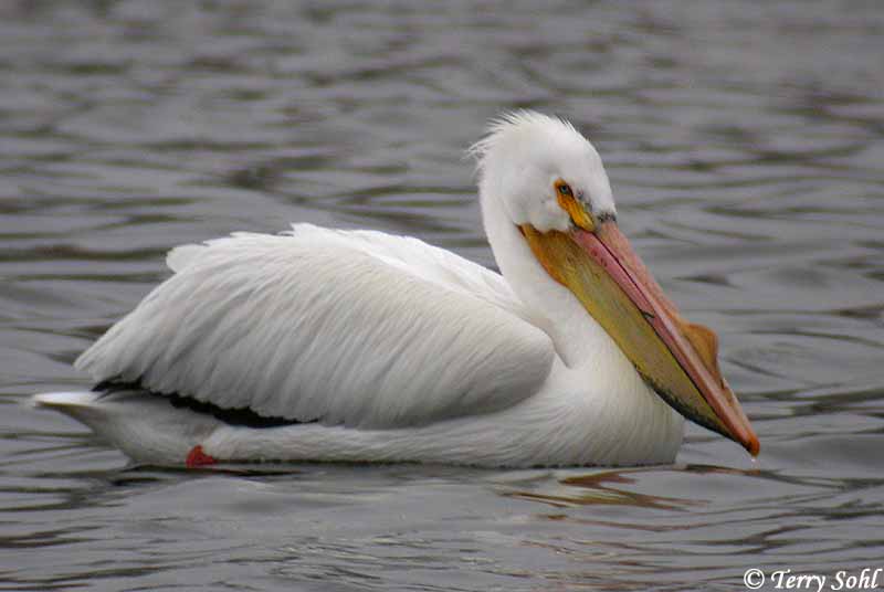 Pretty American white pelican