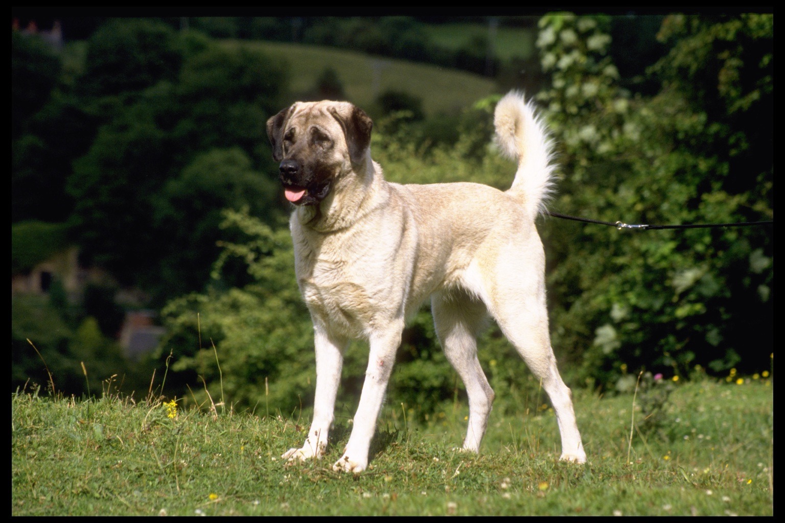 Nice Anatolian Shepherd Dog - Dog Breed