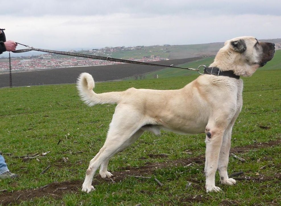 Cute Anatolian Shepherd Dog - Dog Breed