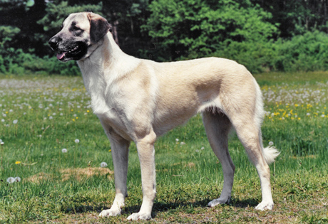 Photo Anatolian Shepherd Dog - Dog Breed