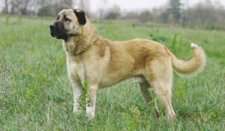 Anatolian Shepherd Dog - Dog Breed photo 