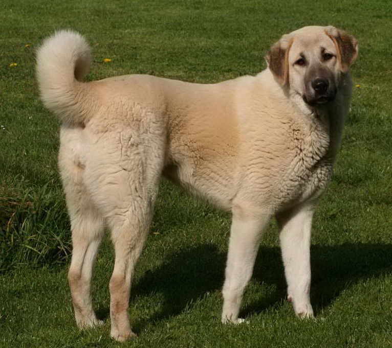 Nice Anatolian Shepherd - Dog Breed
