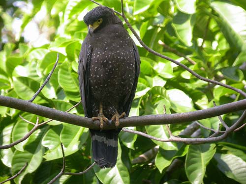 Andaman serpent-eagle