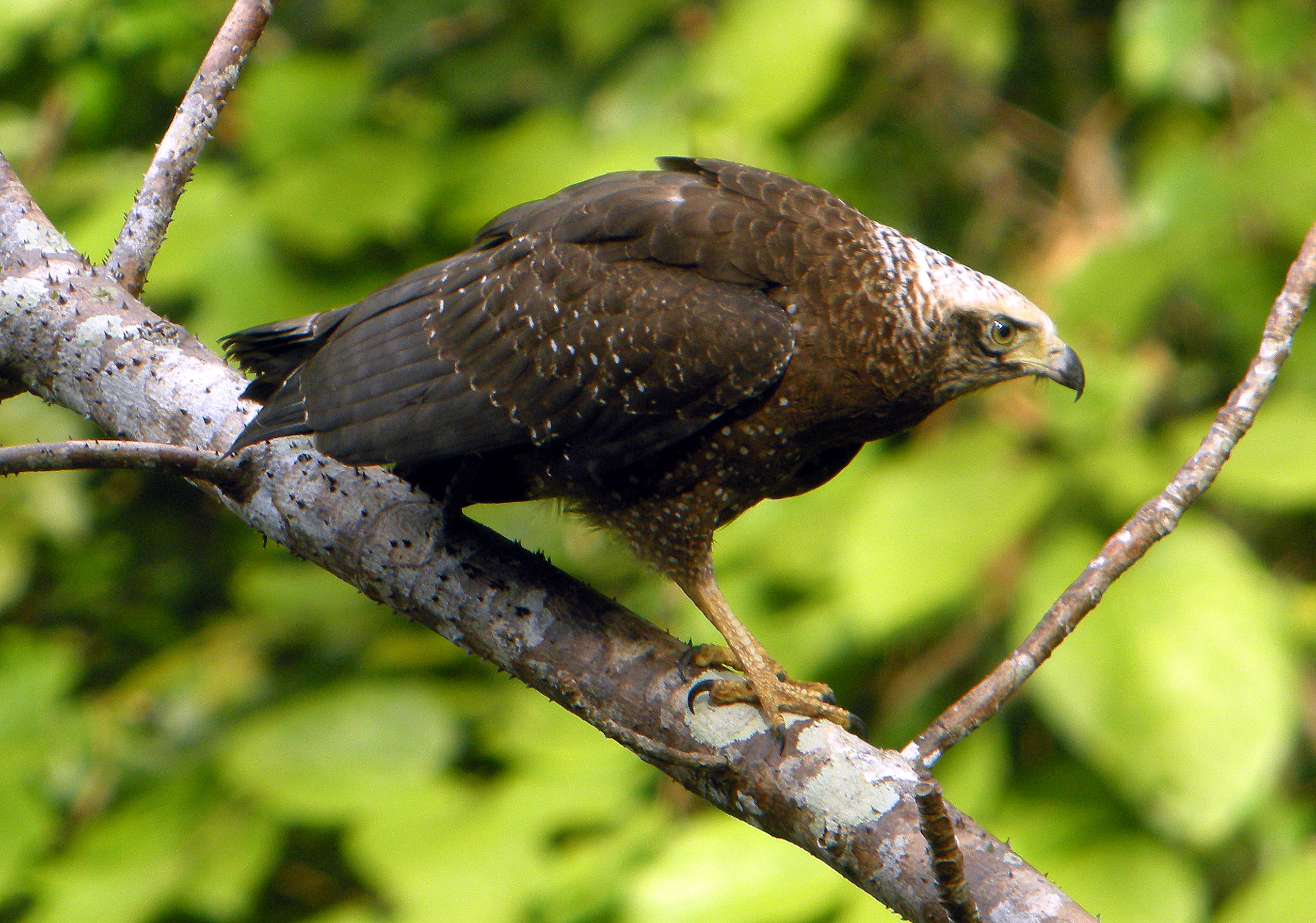 Pretty Andaman serpent-eagle