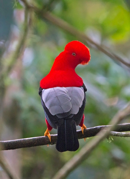 Pretty Andean cock-of-the-rock