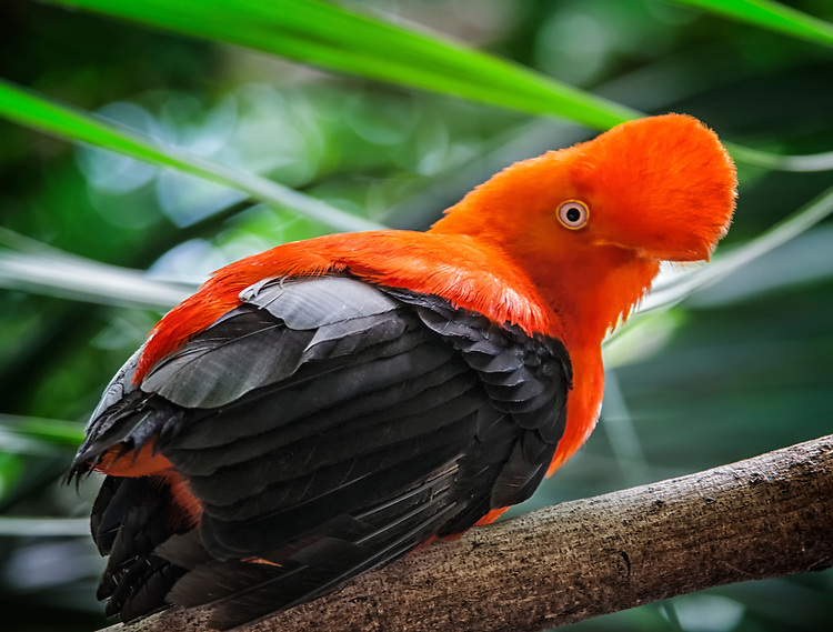 Pretty Andean cock-of-the-rock