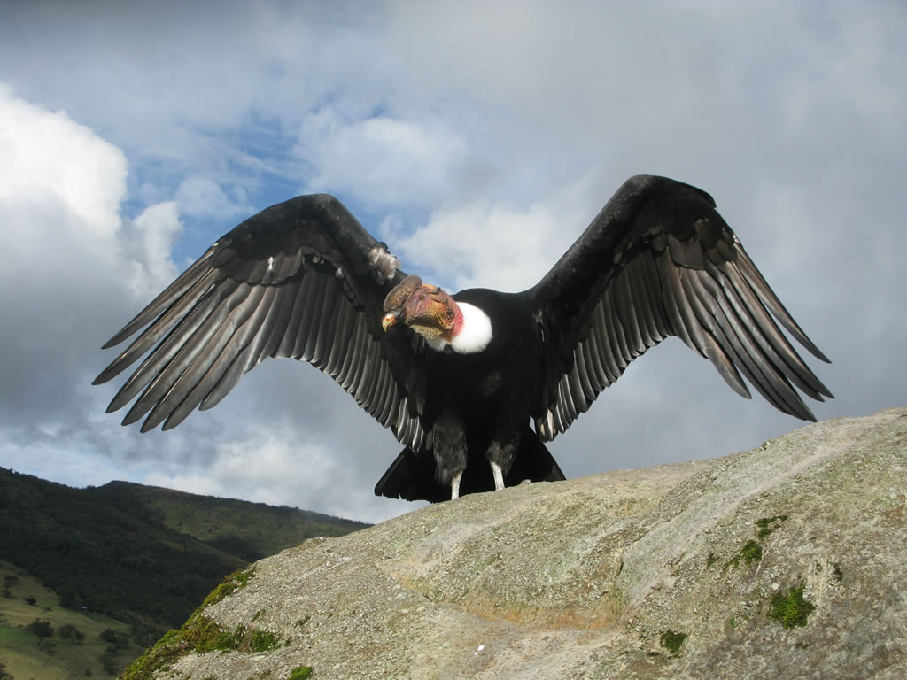 Pretty Andean condor